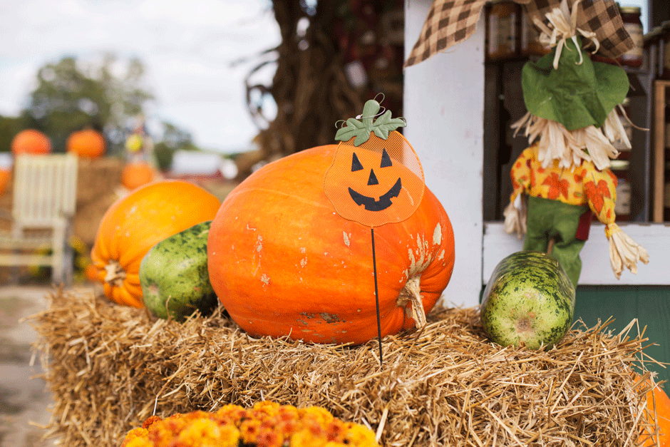 Keeping Traditions and Making Memories | Pumpkin Picking in Virginia Beach | Personal